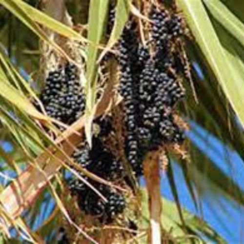 Washingtonia Palm Fruit Tree Manufacturer & Supplier in India